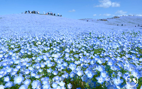 4/29【立山黑部動感雪牆】6天(CX)粉蝶花+紫藤花+富士芝櫻