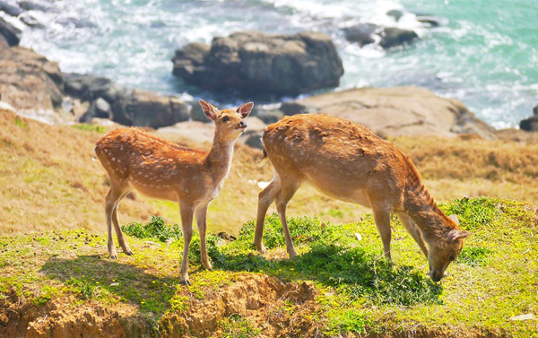 海島風情精選~馬祖南北竿+大坵賞梅花鹿三日遊(六人成行)
