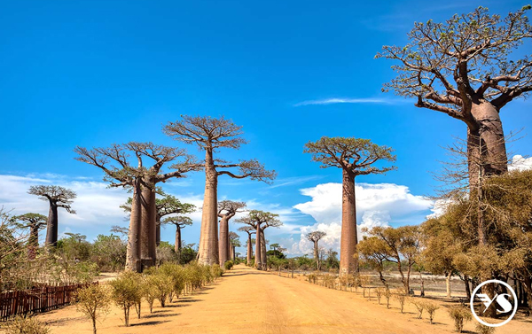 猴麵包樹的產地 馬達加斯加、穆隆達瓦 渡假海島天堂 模里西斯13天(MK)