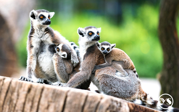 <動物探險 首發團>六福集團攜手莊福基金會 動物專家領軍 馬達加斯加+南非 14 天