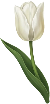 鬱金香-白